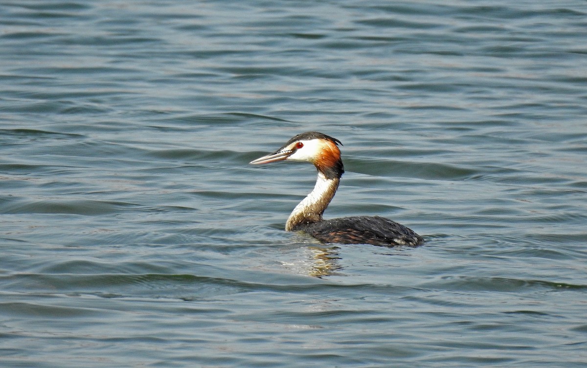 Great Crested Grebe - ML620252220