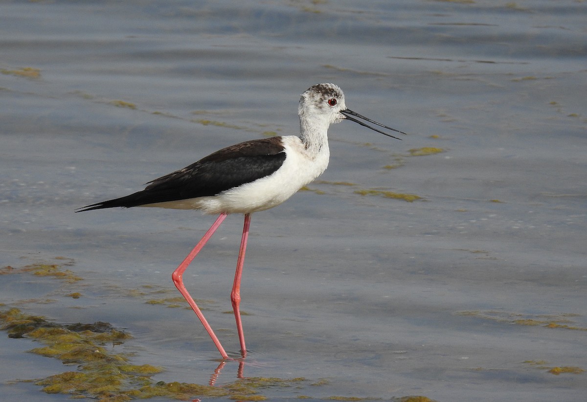 Black-winged Stilt - ML620252221