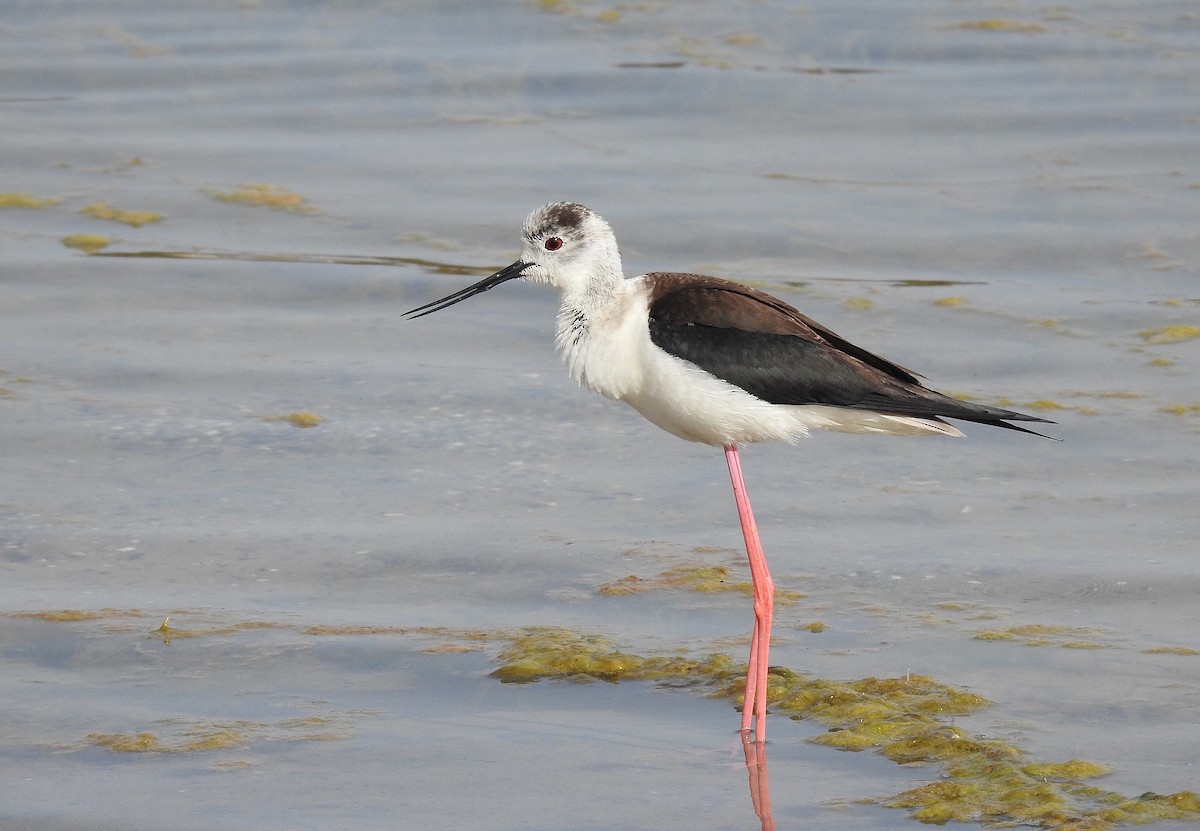 Black-winged Stilt - ML620252222