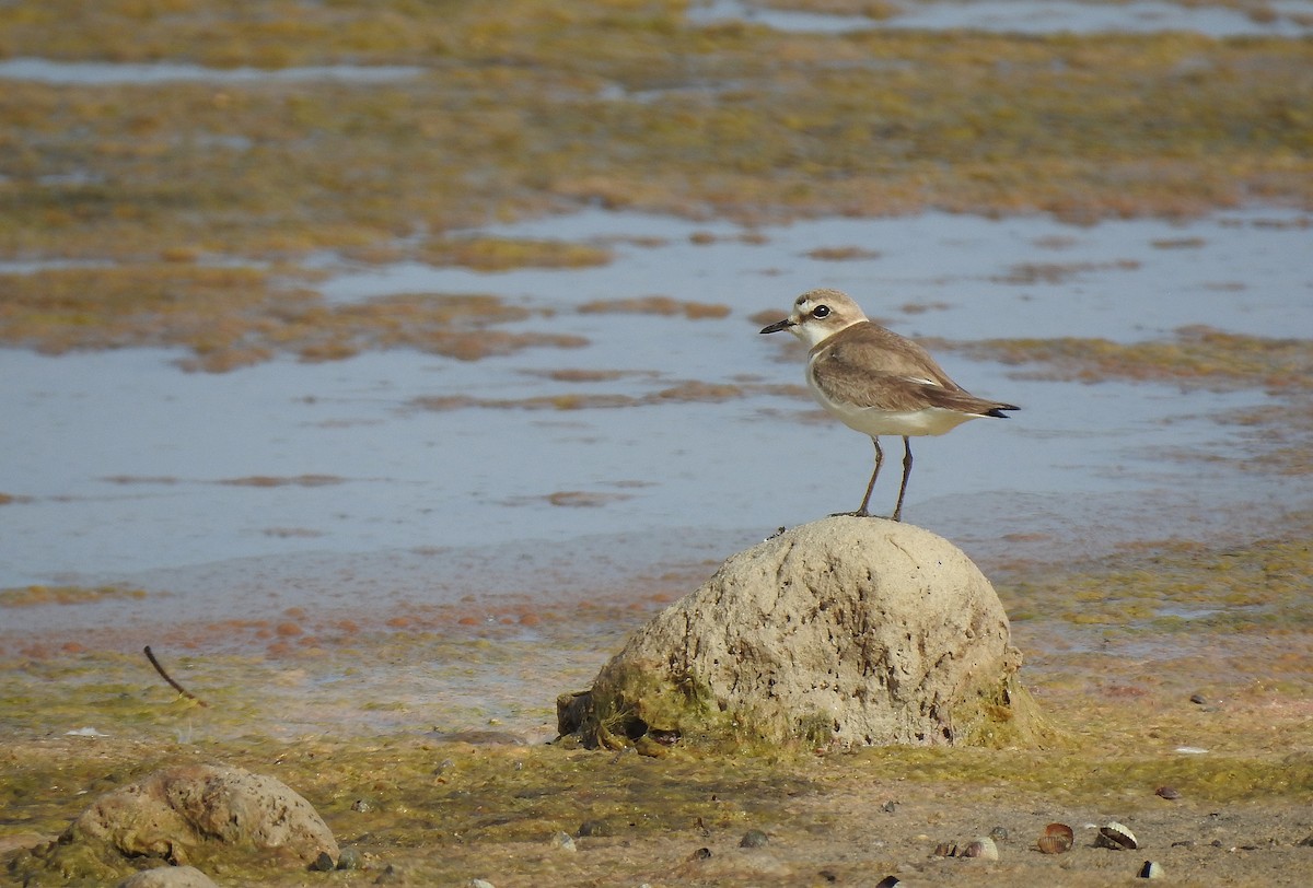 Kentish Plover - ML620252225