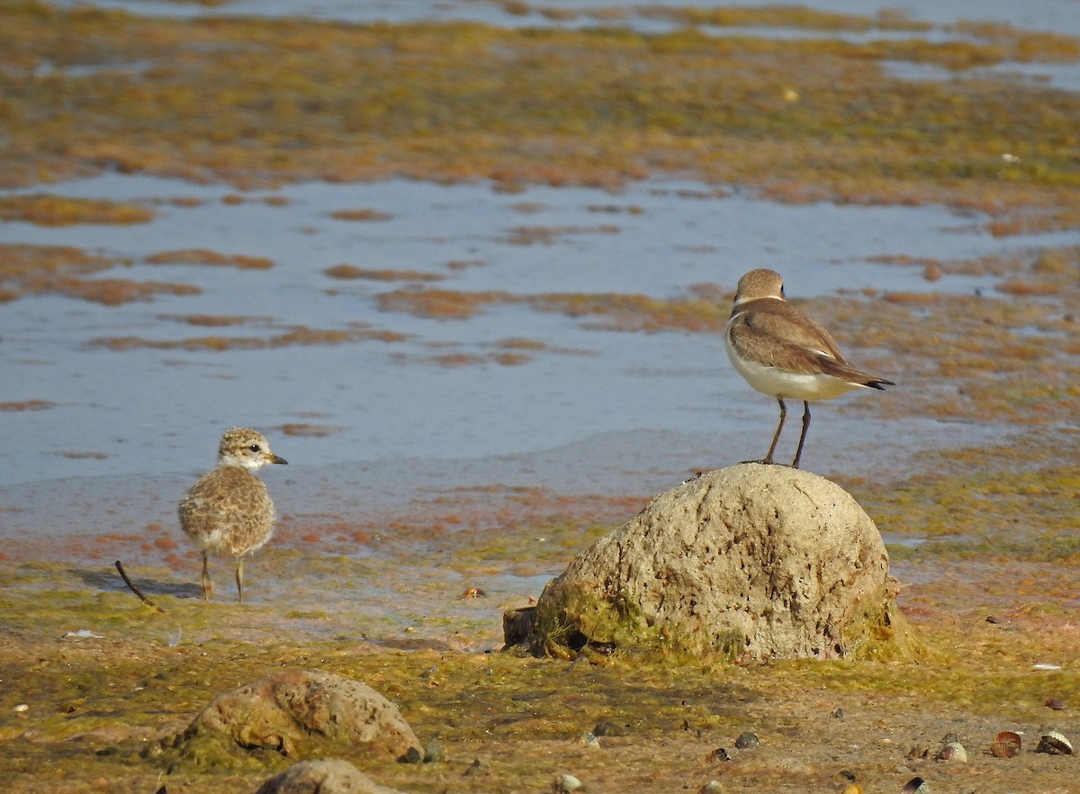 Kentish Plover - ML620252226