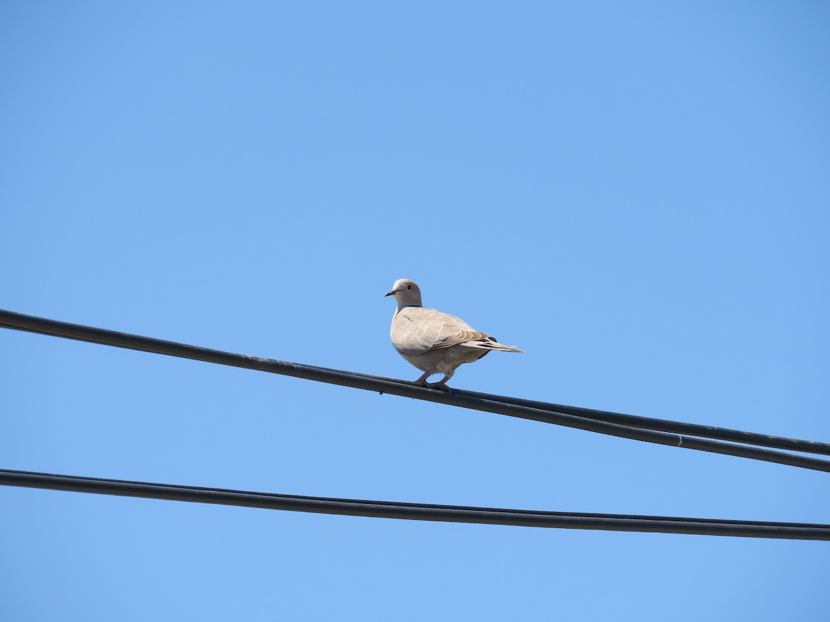 Eurasian Collared-Dove - ML620252227