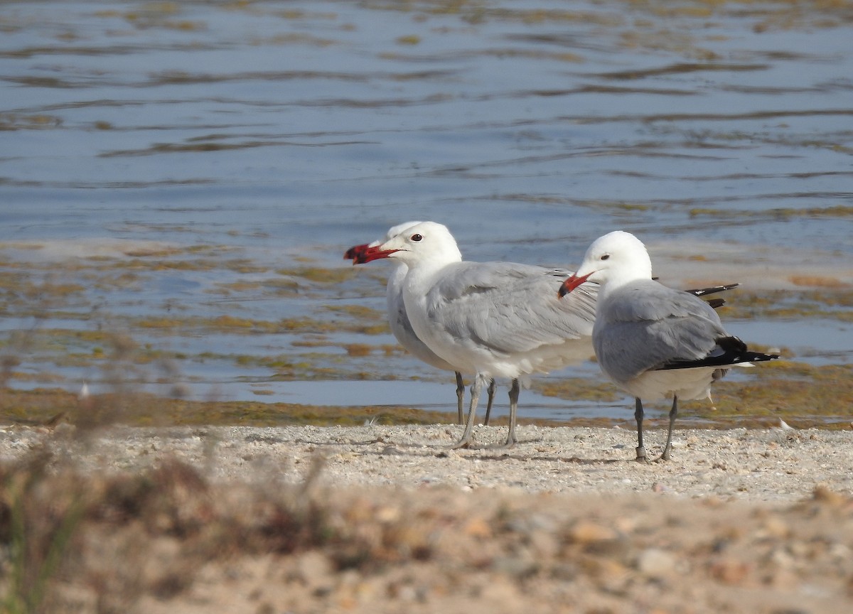 Audouin's Gull - ML620252228