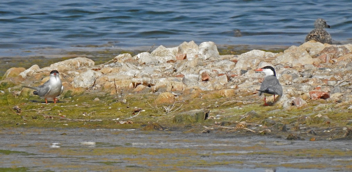 Common Tern - ML620252232