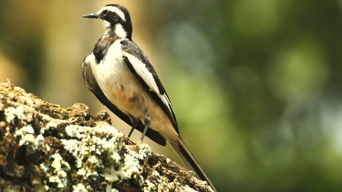 African Pied Wagtail - ML620252234