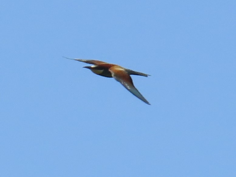 European Bee-eater - ML620252238