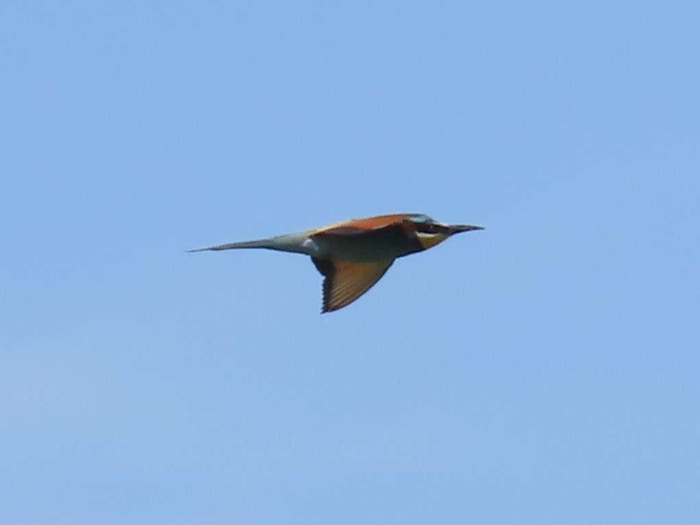 European Bee-eater - ML620252239