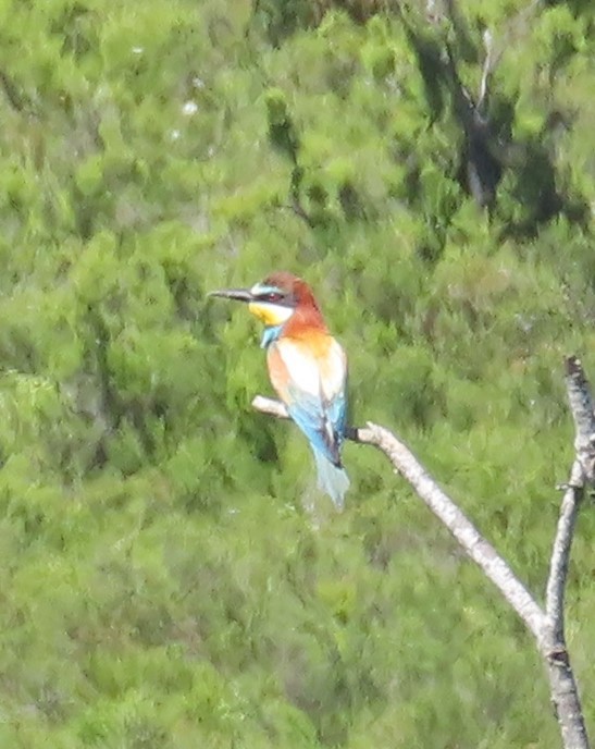 European Bee-eater - ML620252240