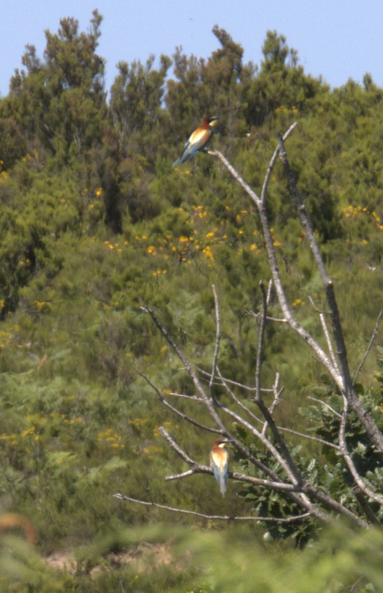 European Bee-eater - ML620252241