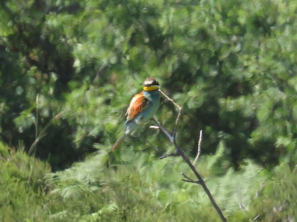 European Bee-eater - ML620252242
