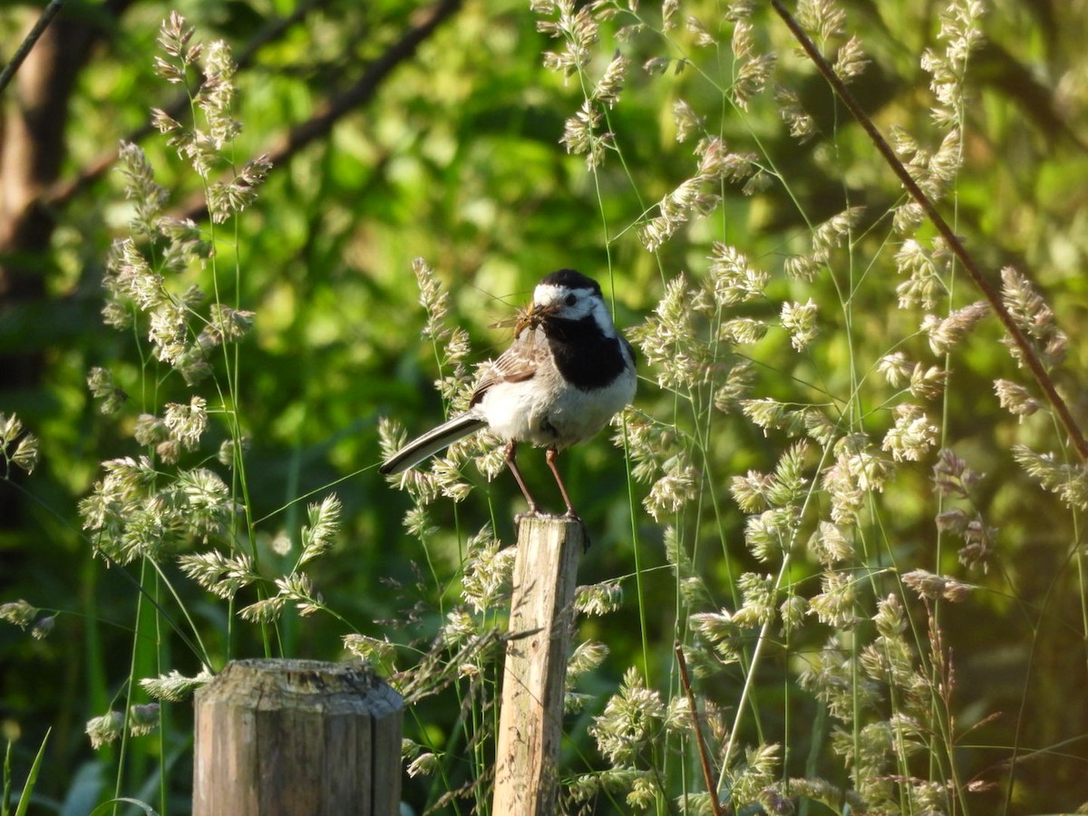 White Wagtail - ML620252244