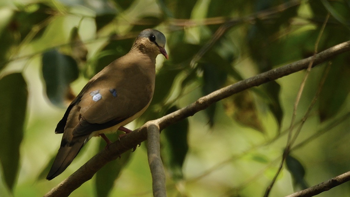 Blue-spotted Wood-Dove - ML620252245