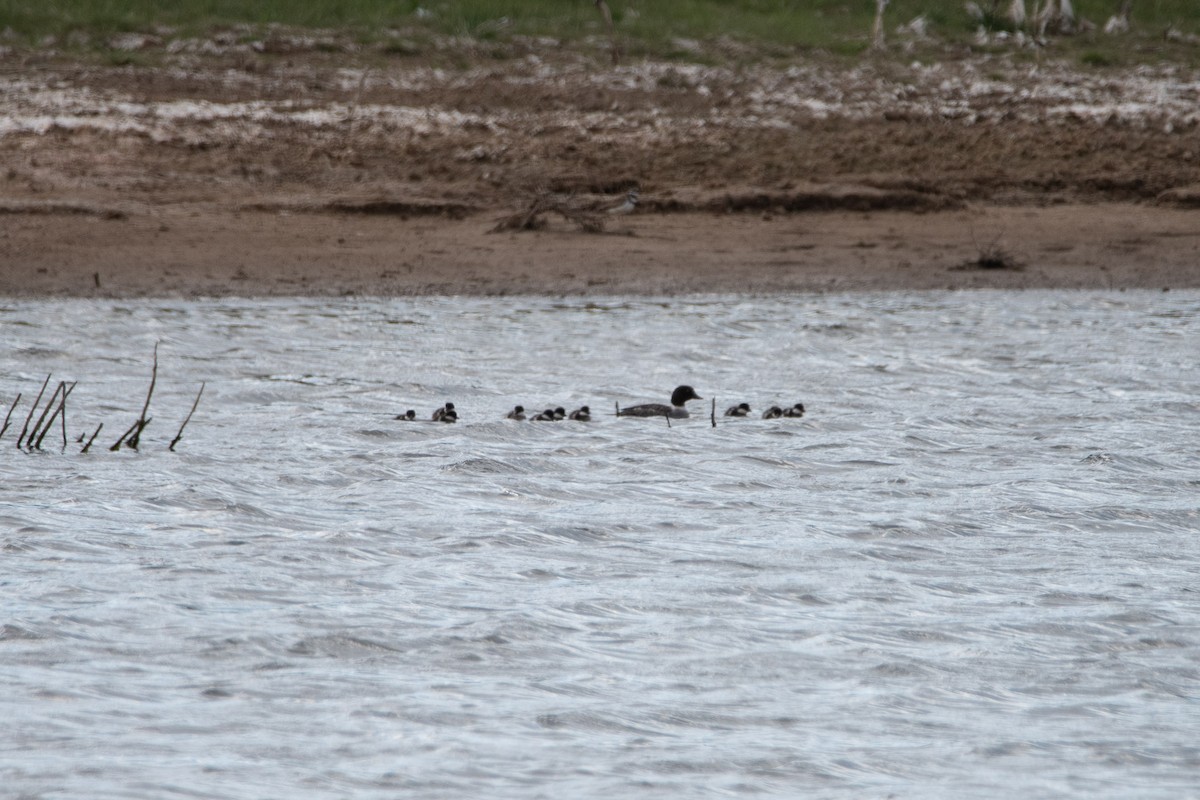 Barrow's Goldeneye - ML620252251