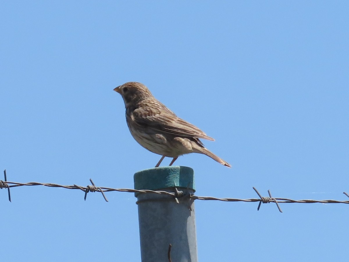 Corn Bunting - ML620252254