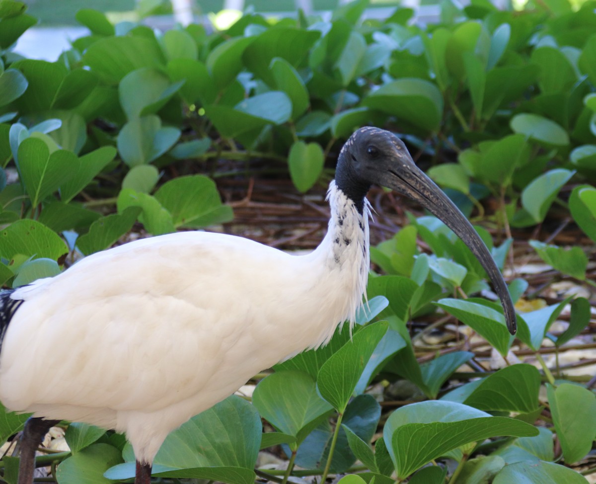 Australian Ibis - ML620252268