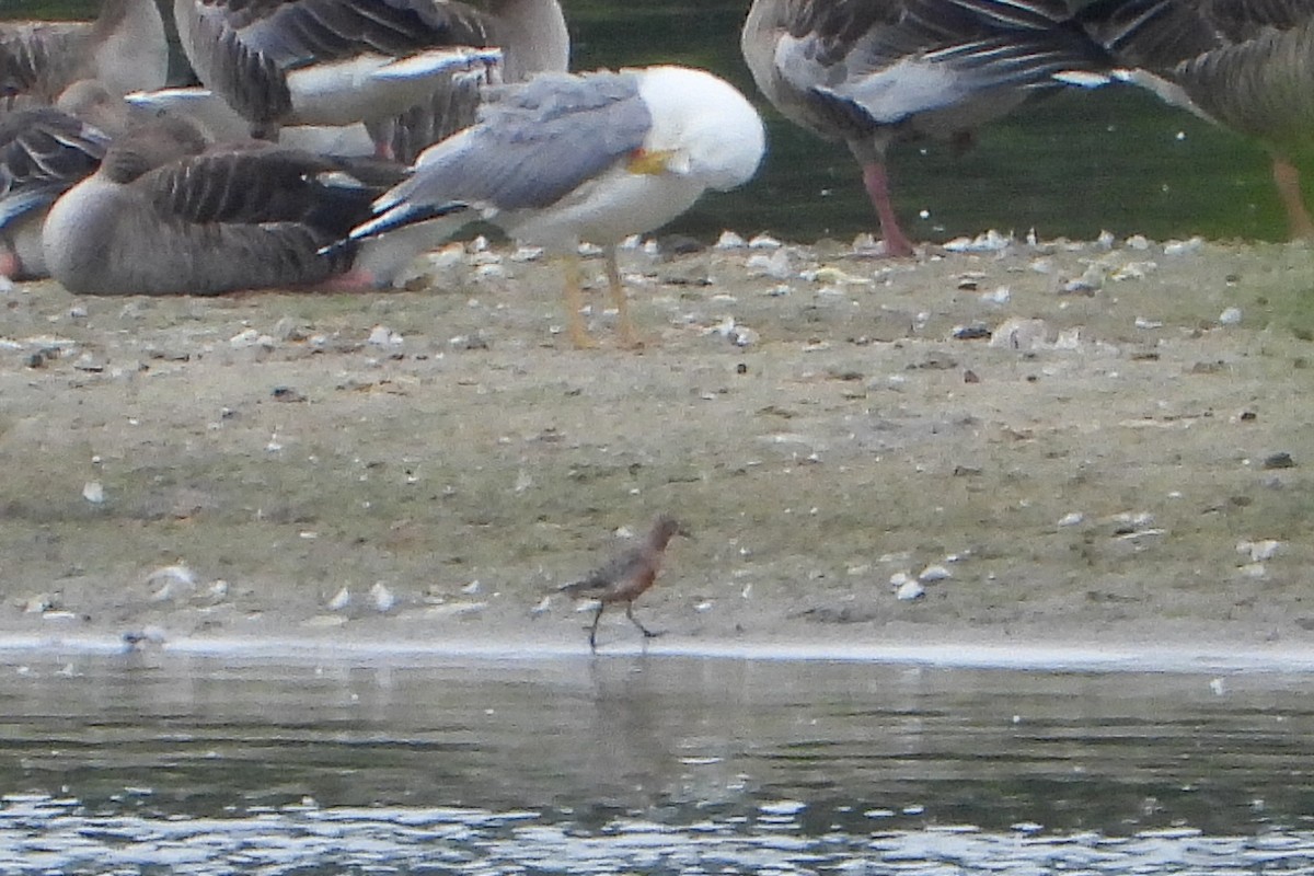 Curlew Sandpiper - ML620252276