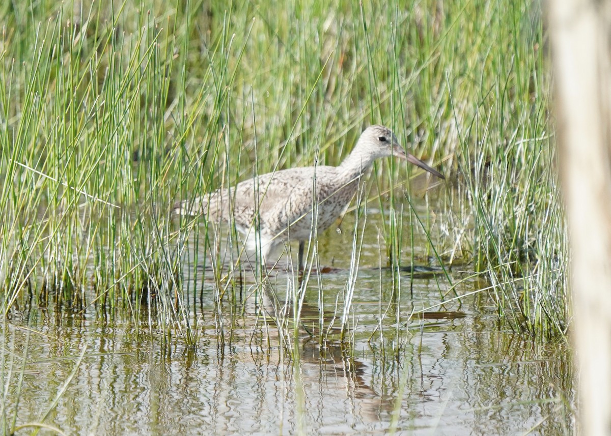 Willet - ML620252281