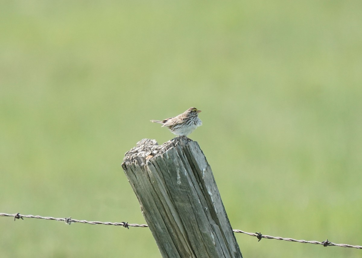 Savannah Sparrow - ML620252288