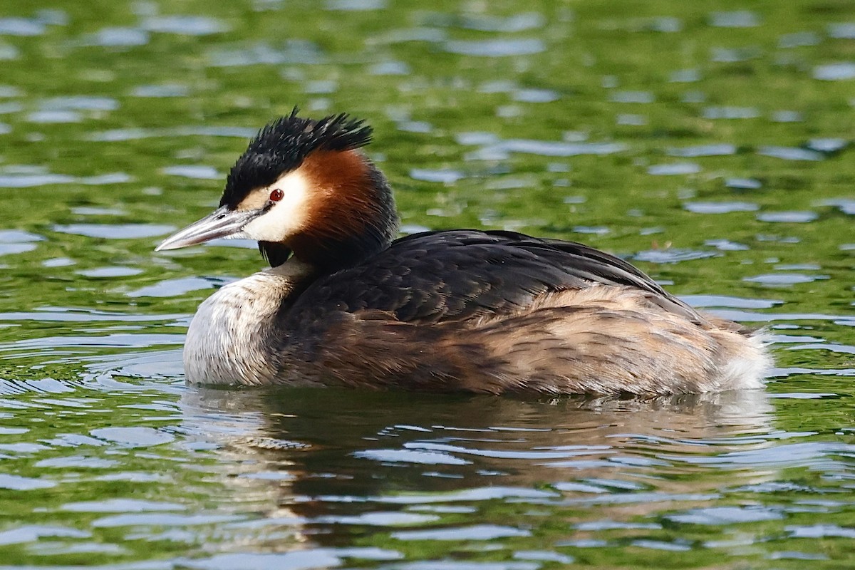 Great Crested Grebe - ML620252294