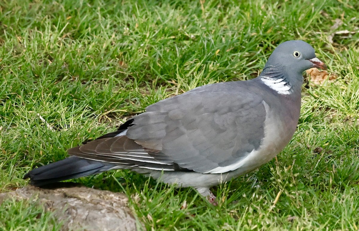 Common Wood-Pigeon - ML620252295