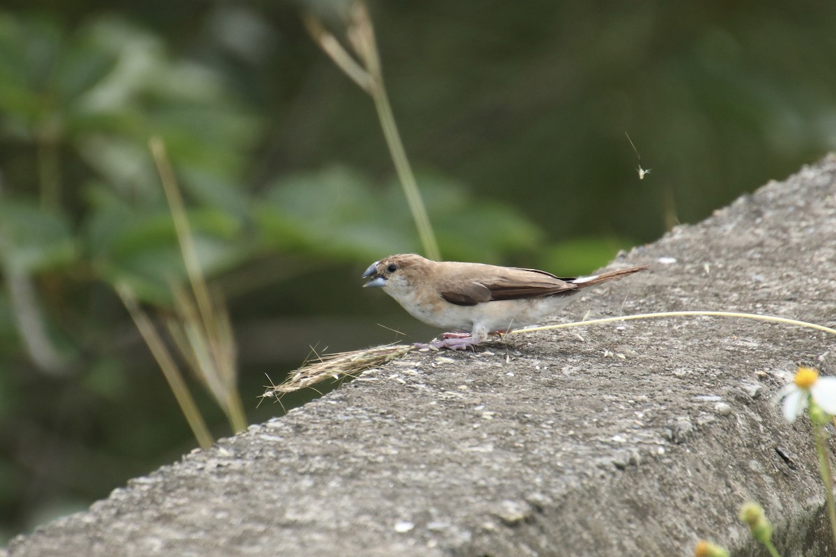 Indian Silverbill - ML620252296