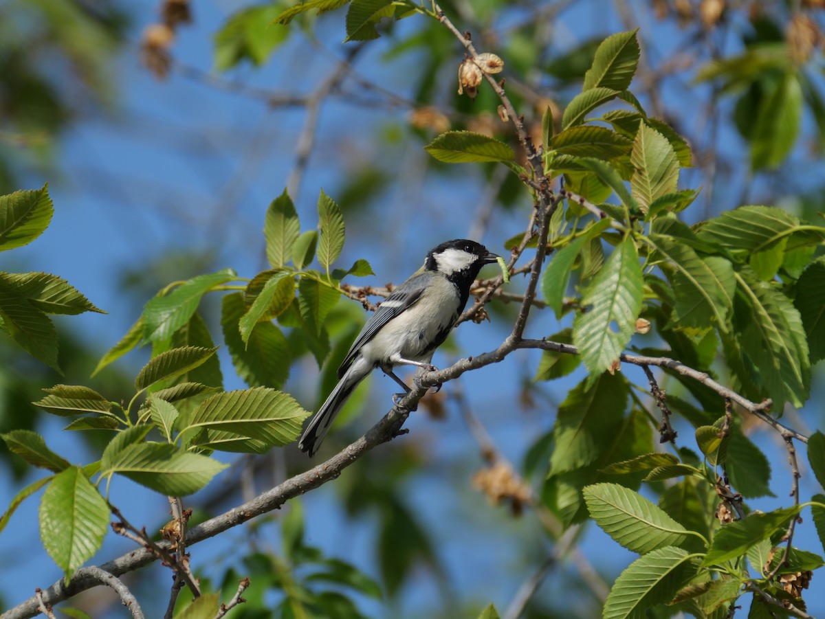 Japanese Tit - ML620252304