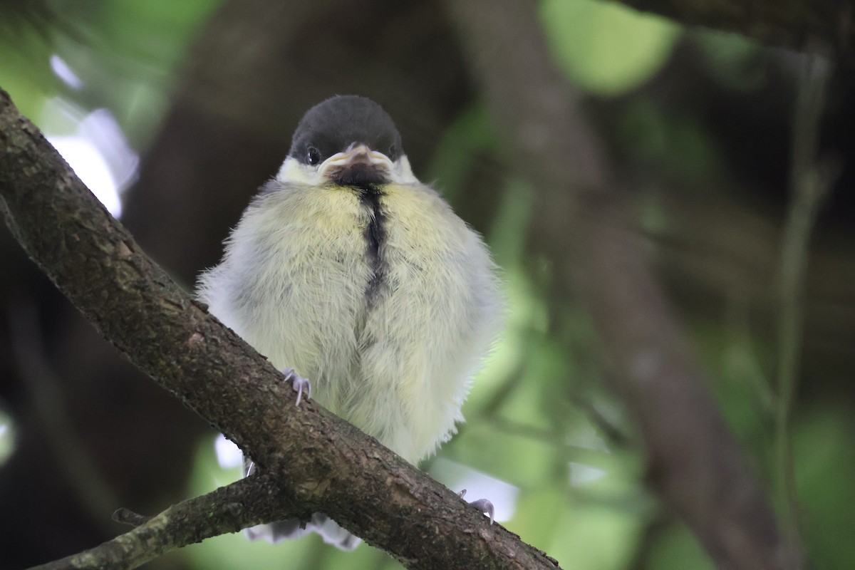 Mésange charbonnière - ML620252310