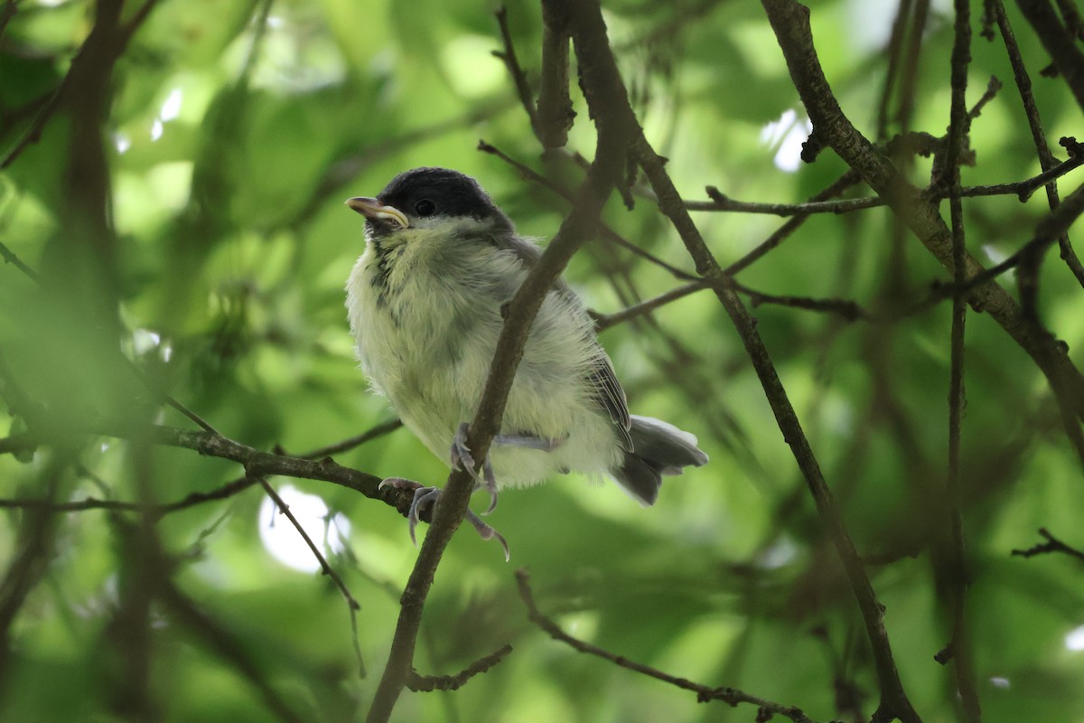 Great Tit - ML620252311