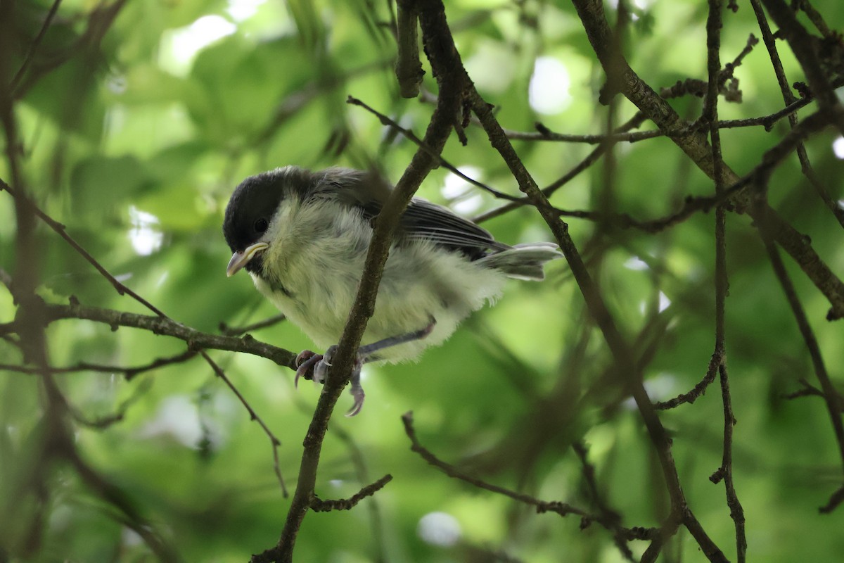 Great Tit - ML620252315