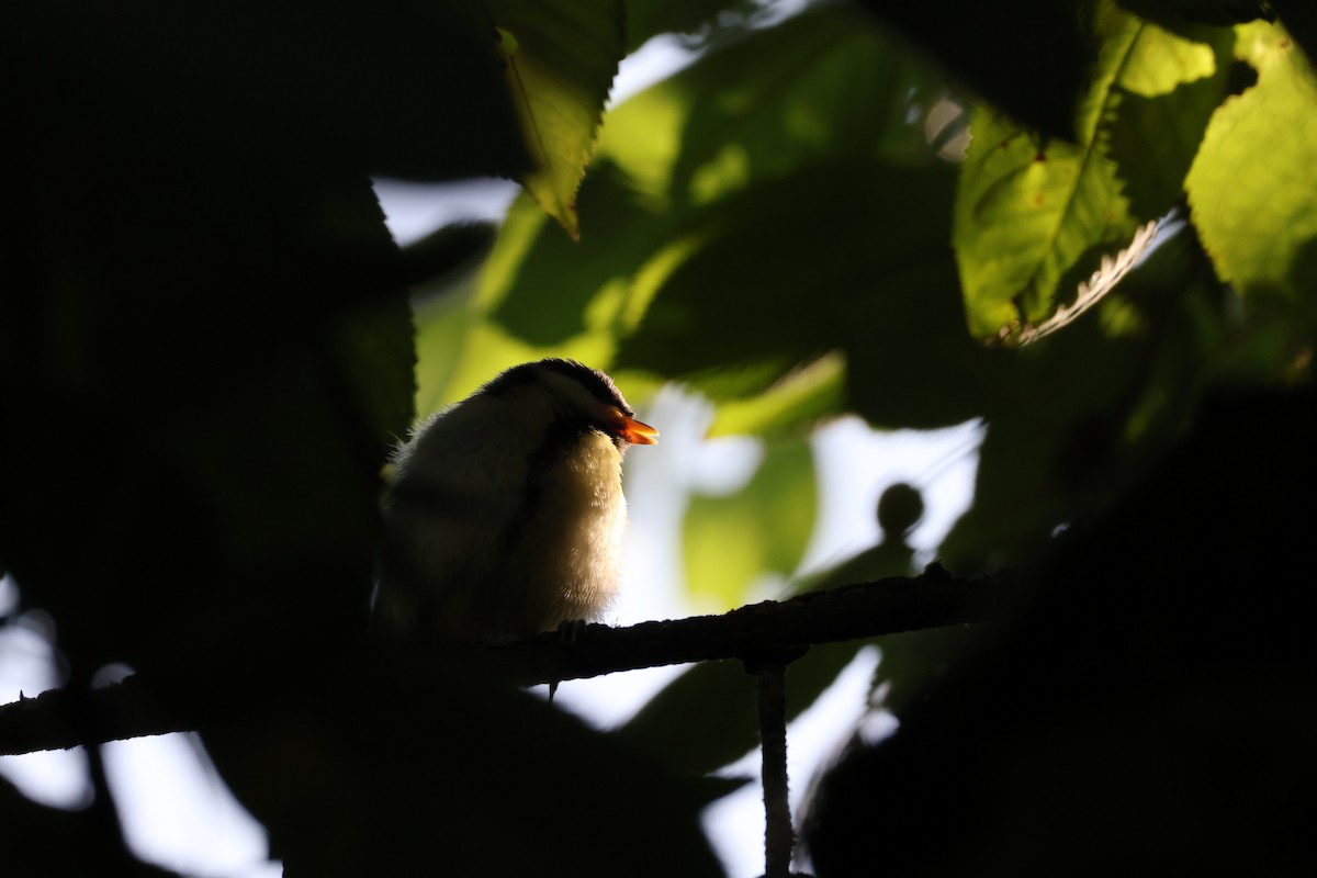 Mésange charbonnière - ML620252325