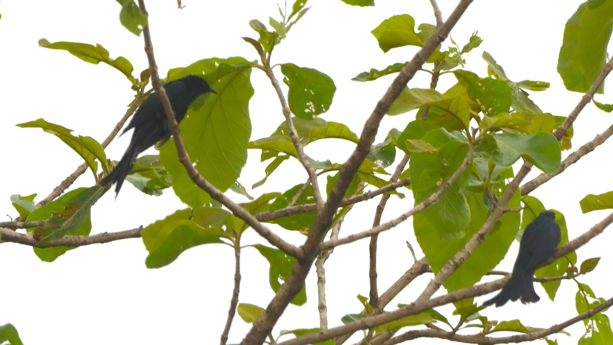 Fork-tailed Drongo-Cuckoo - Anirudh Singh