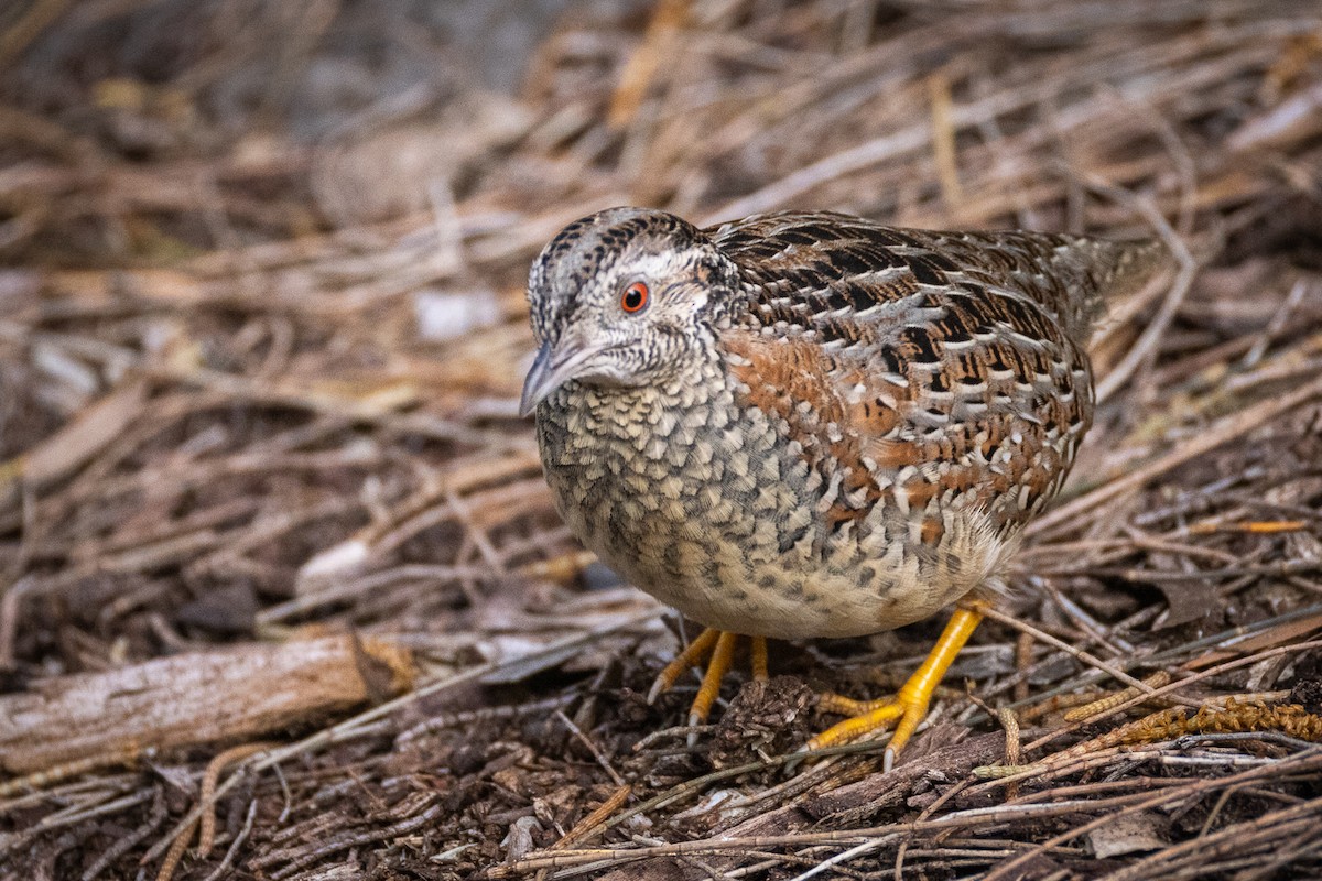 Painted Buttonquail - ML620252347