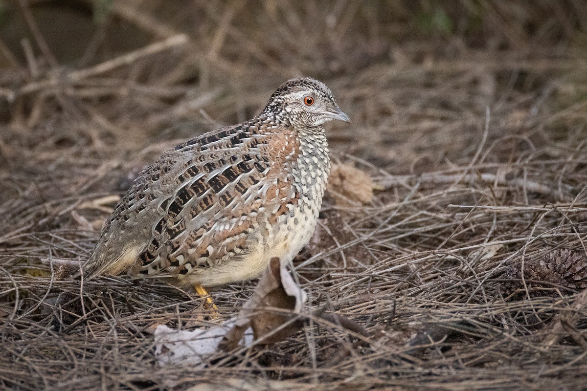 Painted Buttonquail - ML620252348