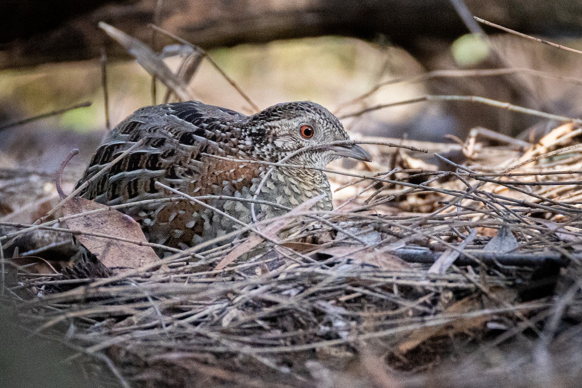 Painted Buttonquail - ML620252349