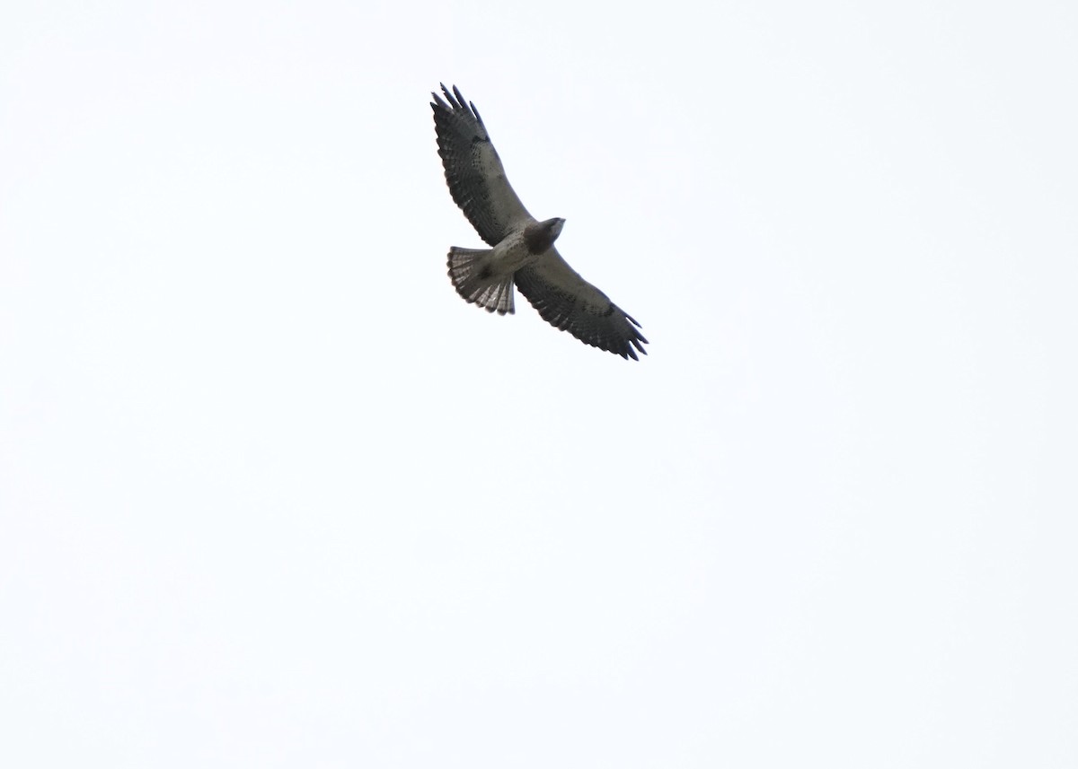 Swainson's Hawk - ML620252353