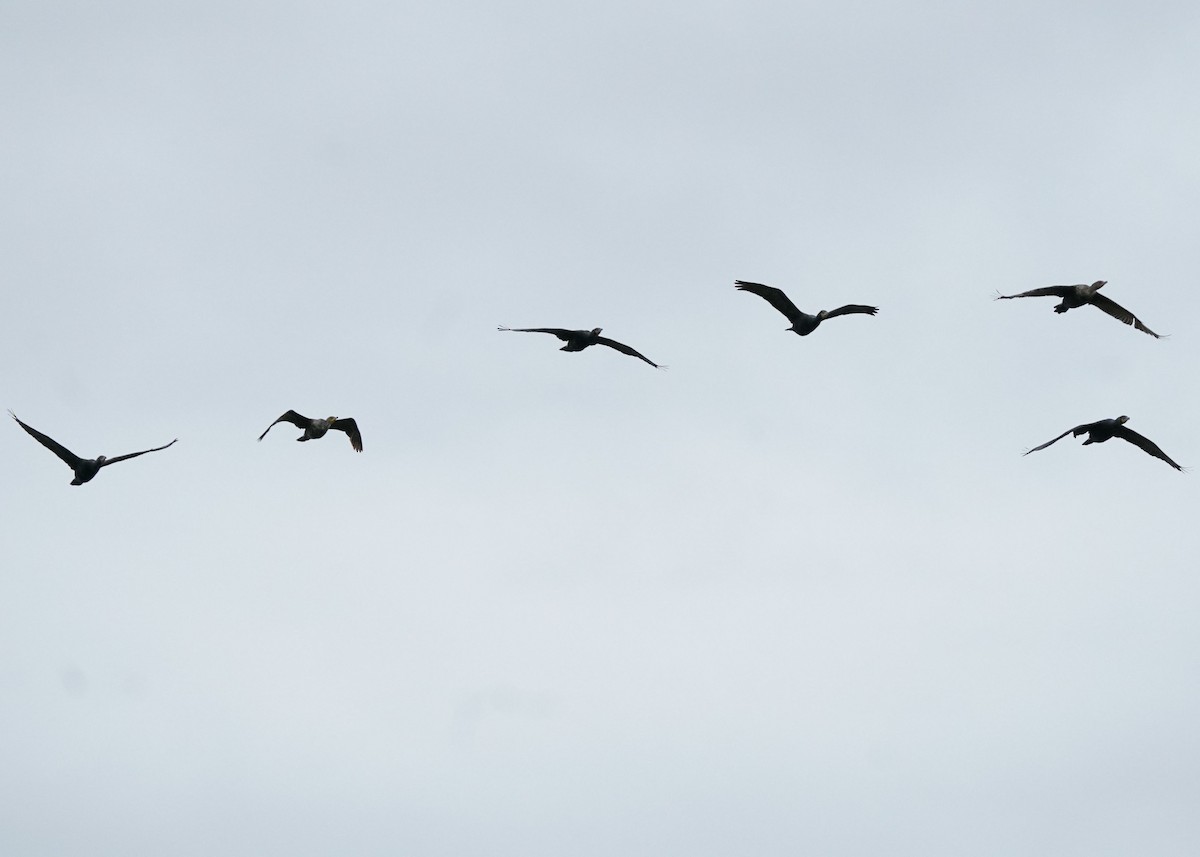 Double-crested Cormorant - ML620252376