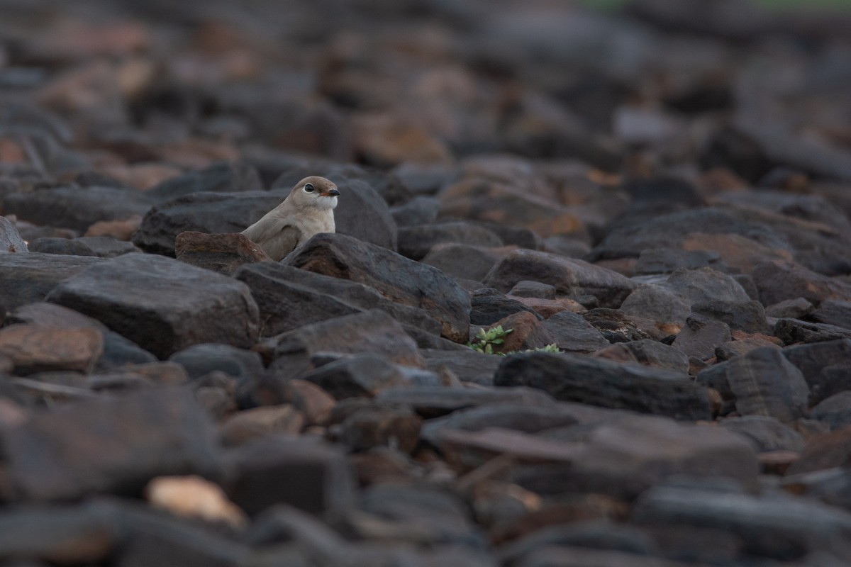 Small Pratincole - ML620252378