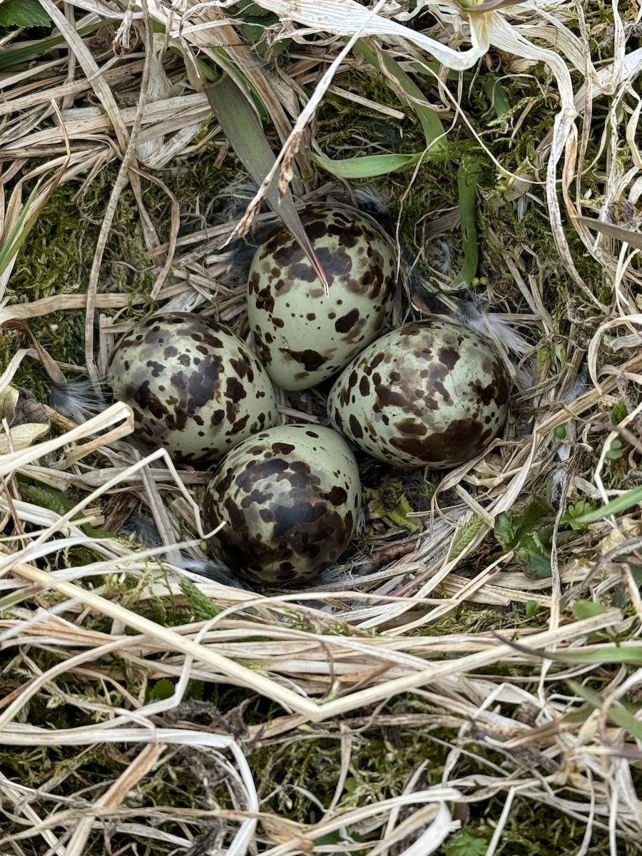 Rock Sandpiper (ptilocnemis) - ML620252379