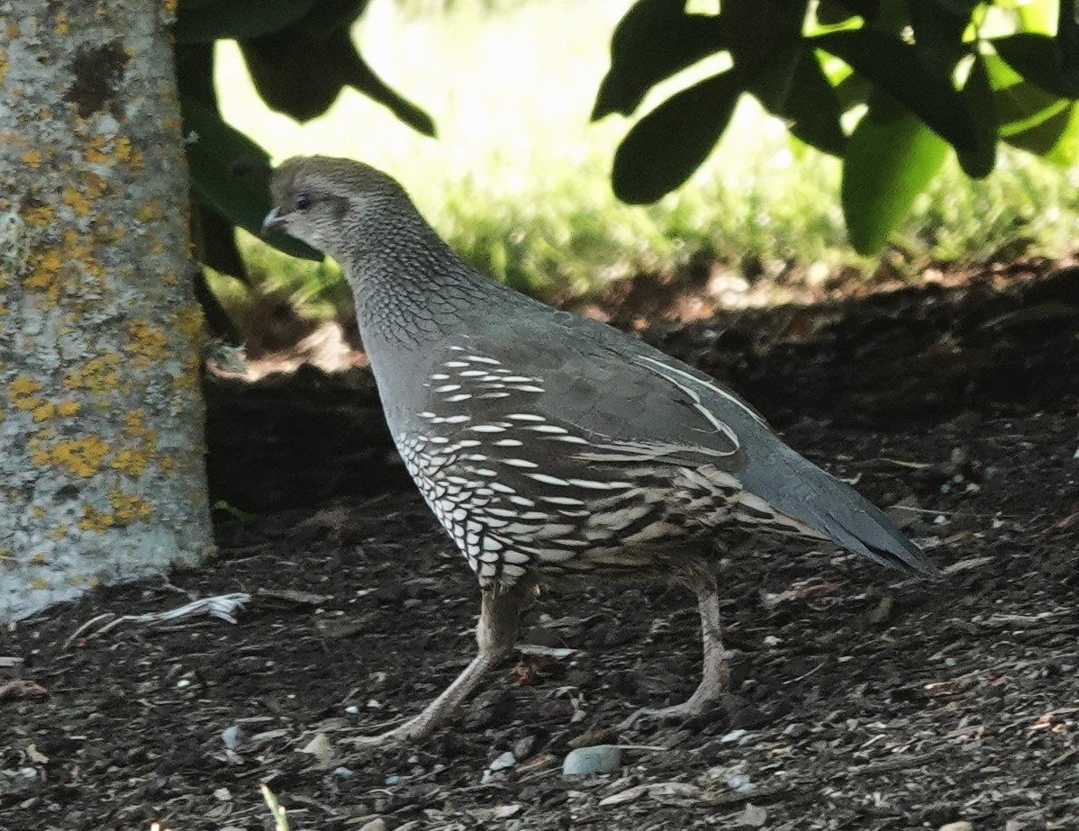 California Quail - ML620252381