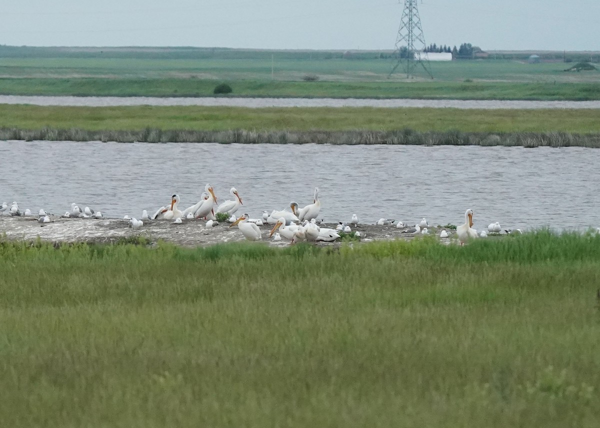 American White Pelican - ML620252383