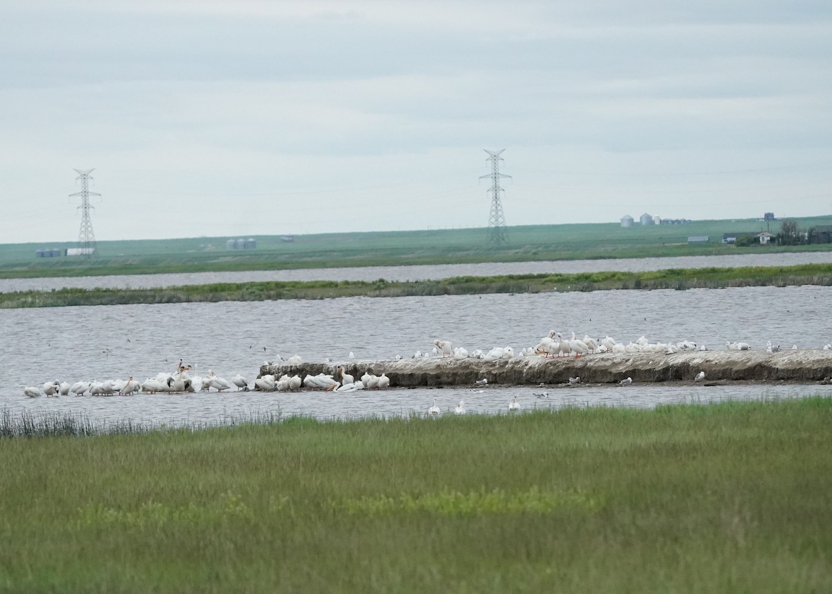 American White Pelican - ML620252384