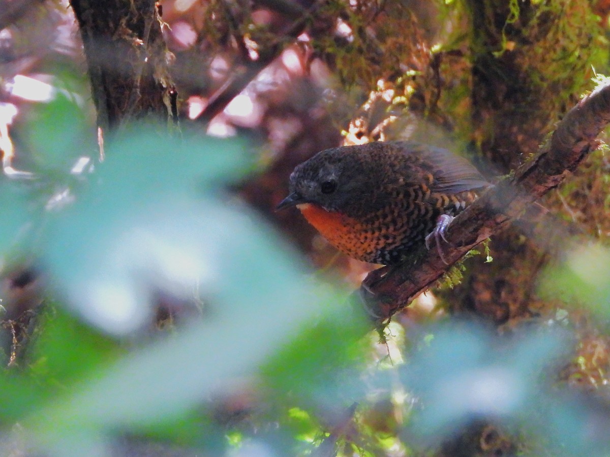 Rufous-throated Wren-Babbler - ML620252394