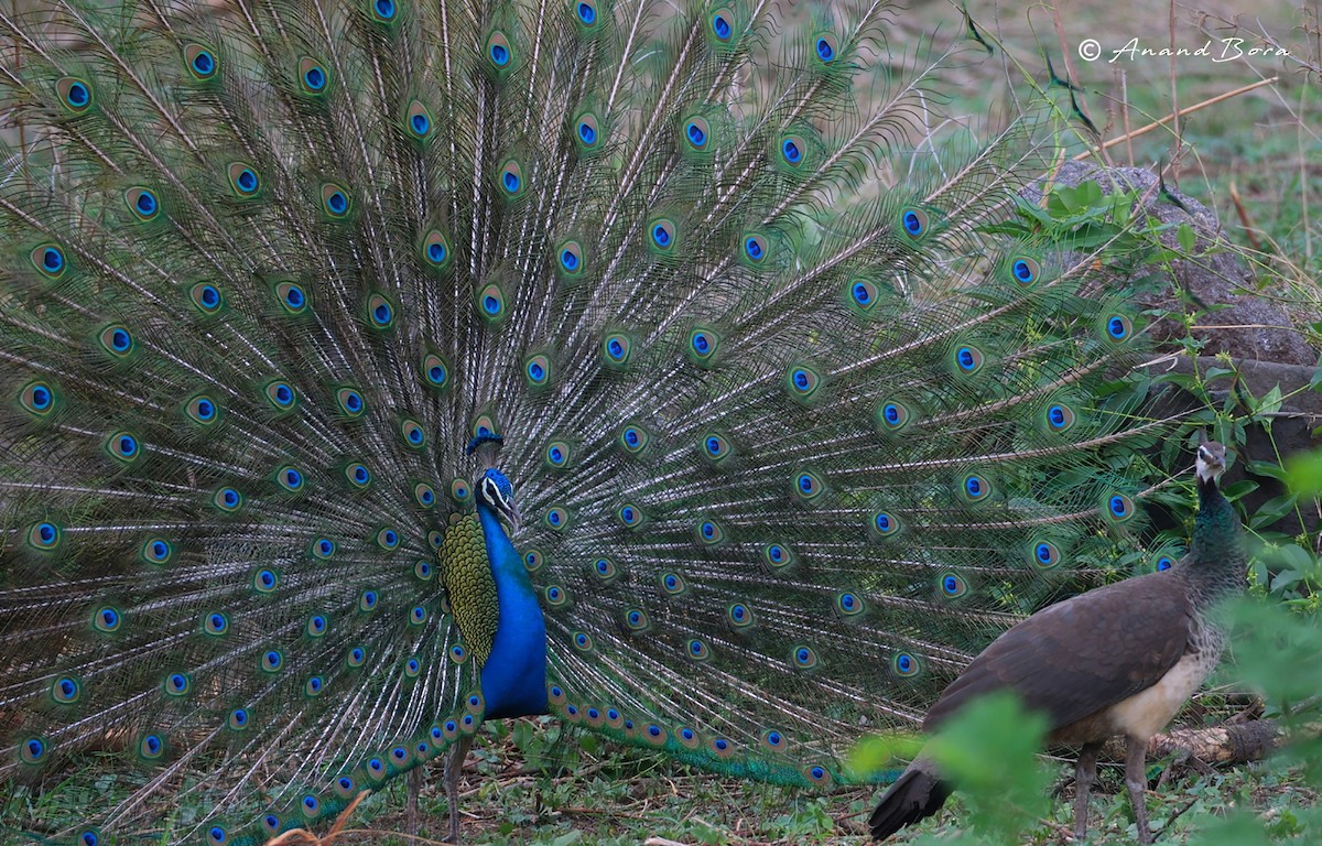 Indian Peafowl - ML620252396