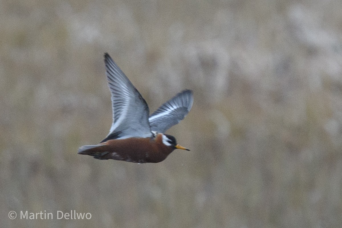 Red Phalarope - ML620252399