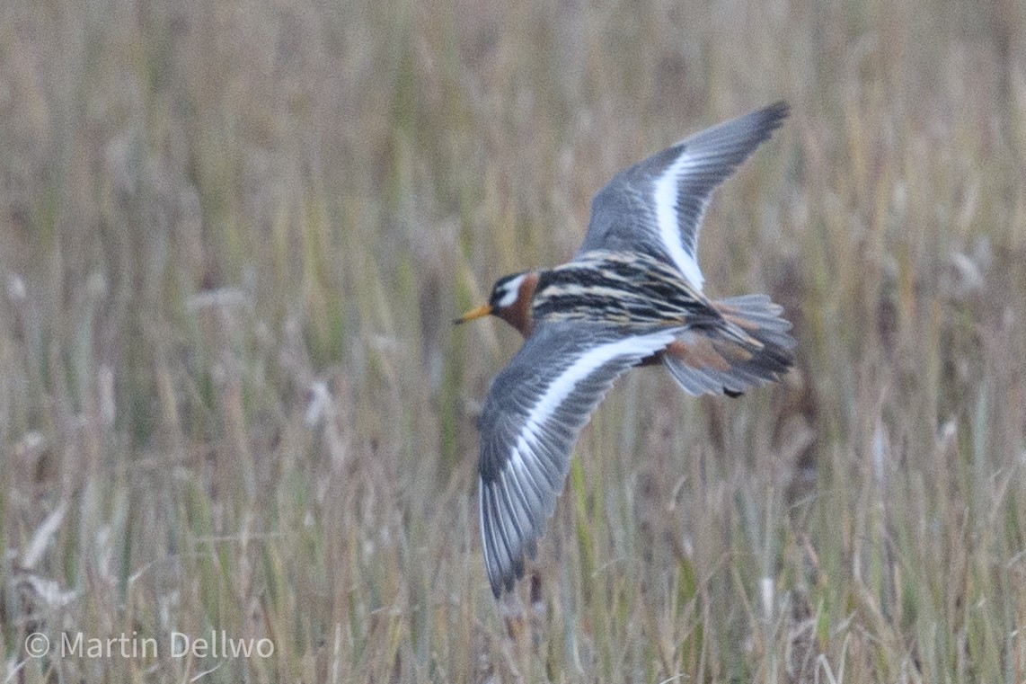 polarsvømmesnipe - ML620252400