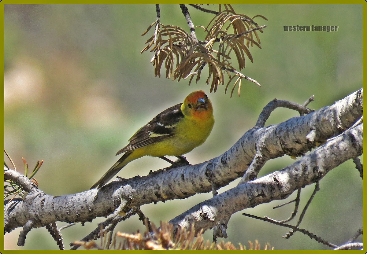 Western Tanager - karen bonnell