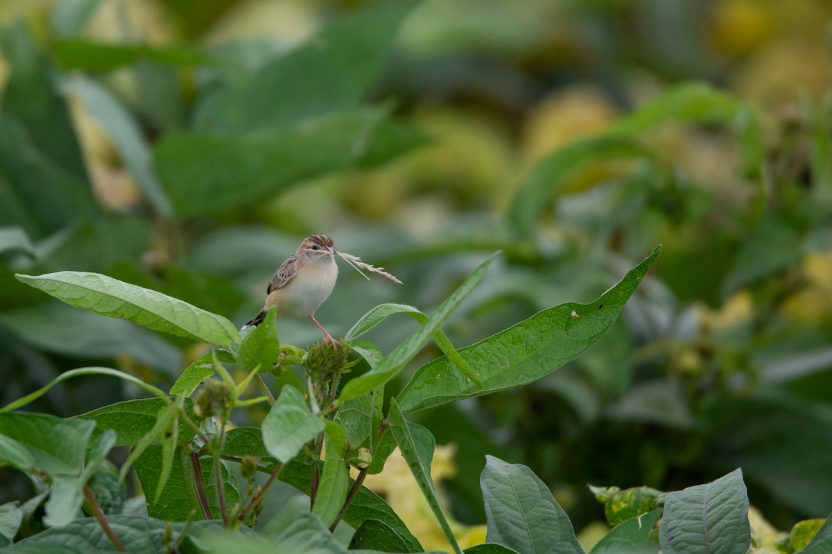 Zitting Cisticola - ML620252413