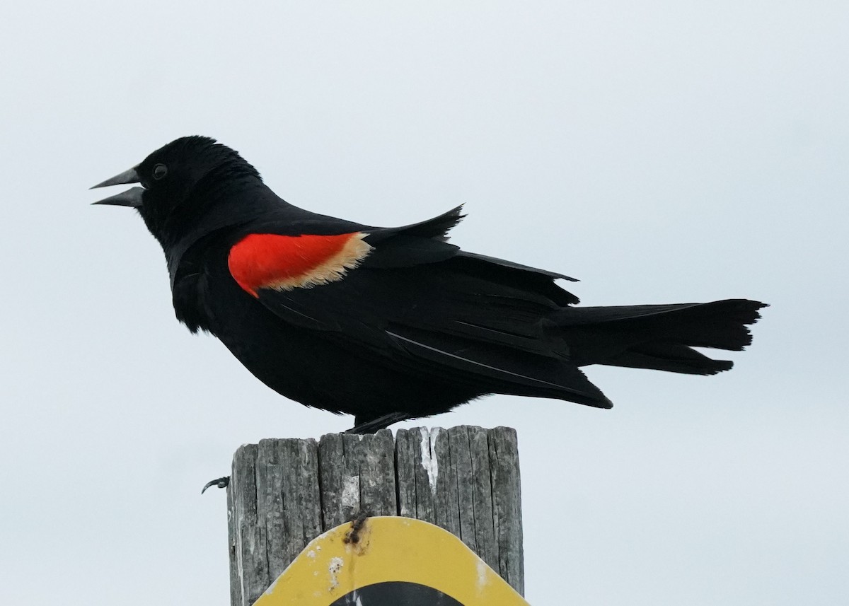 Red-winged Blackbird - ML620252415
