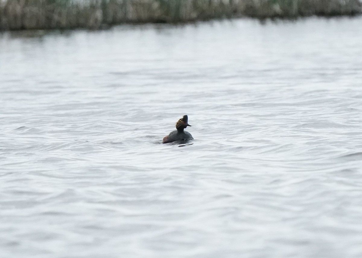 Eared Grebe - ML620252417