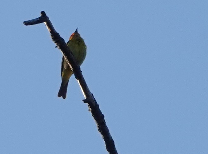 Western Tanager - ML620252420